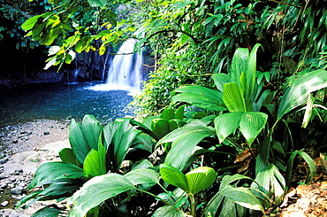 La Lezarde waterfall, National Park of Guadeloupe, Basse Terre, Guadeloupe, Caribbean, Central America