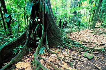 Tree, National park of Guadeloupe, Guadeloupe, Caribbean, Central America