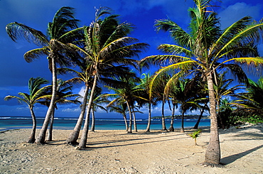 Caravelle beach, Sainte Anne, Grande Terre, Guadeloupe, Caribbean, Central America