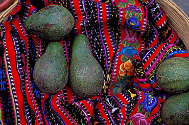 Avocado, Solola, Guatemala, Central America