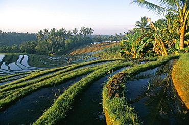 Rice terraces in centre of the island, Bali, Indonesia, Southeast Asia, Asia