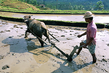 Farmer ploughing flooded rice field, central area, island of Bali, Indonesia, Southeast Asia, Asia