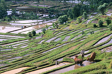 Rice terraces in centre of the island, Bali, Indonesia, Southeast Asia, Asia