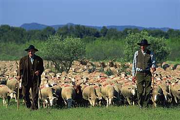 Two shepherds and flock of sheep, St. Remy, Provence, France, Europe