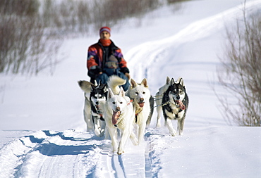 Dog sleigh, province of Quebec, Canada, North America