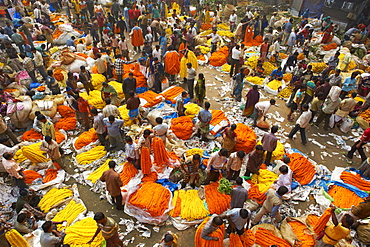 Mullik Ghat flower market, Kolkata (Calcutta), West Bengal, India, Asia 