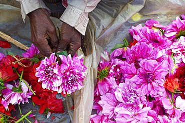 Mullik Ghat flower market, Kolkata (Calcutta), West Bengal, India, Asia