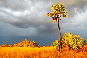 Sandstone massif in the Isolo National Park, Madagascar, Africa