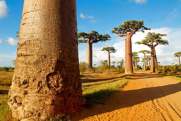 Baobab trees, Morondava, Madagascar, Africa