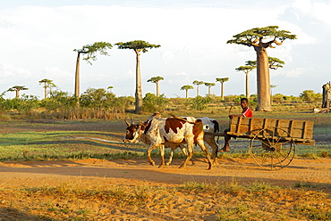 Baobab trees, Morondava, Madagascar, Africa