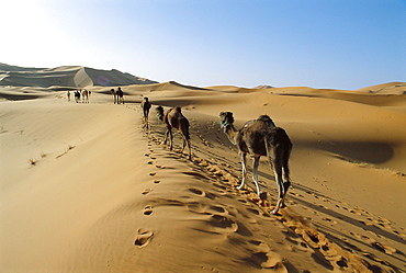 Camels walking across desert, Merzouga Desert, Region de Erfoud, Morocco 