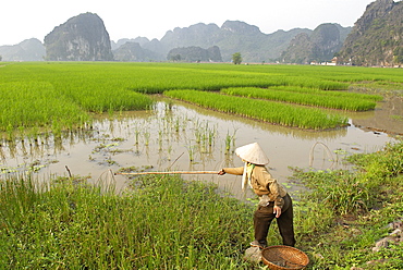 Fishing in the rice fields, Tam Coc, Ninh Binh area, Vietnam, Indochina, Southeast Asia, Asia 