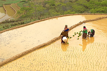 Flower Hmong ethnic group women working in the rice field, Bac Ha area, Vietnam, Indochina, Southeast Asia, Asia 