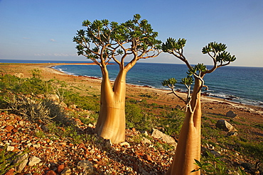 Rose of Desert (Adenium Obesum ssp. Sokotranum), Dihamri Beach, Socotra Island, Yemen, Middle East 