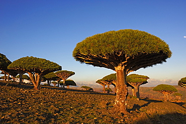 Dragon tree (Dracaena Cinnabari), Socotra Island, Yemen, Middle East 