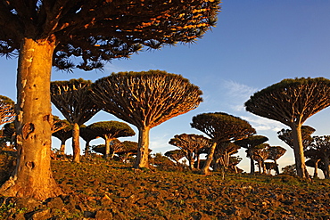 Dragon tree (Dracaena Cinnabari), Socotra Island, Yemen, Middle East 