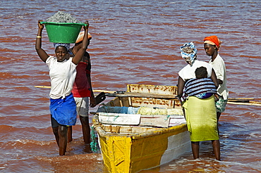 Collecting salt at Redba salt lake (Pink Lake), Senegal, West Africa, Africa