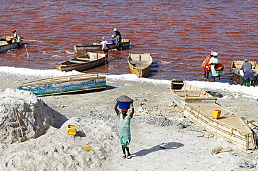 Collecting salt at Redba salt lake (Pink Lake), Senegal, West Africa, Africa