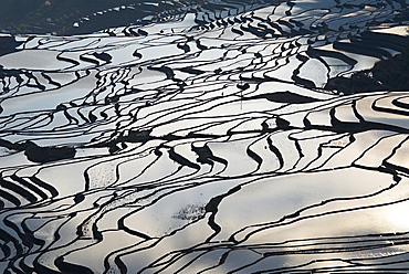 Terraced paddy-fields, Yuanyang, Yunnan, China, Asia 