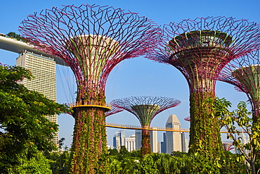 Supertree Grove, Garden By the Bay, botanic garden, Marina Bay, Singapore, Southeast Asia, Asia