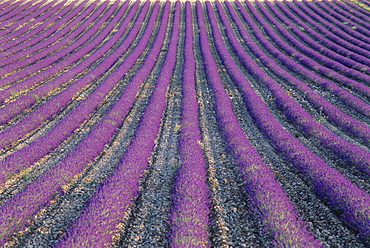 Fields of lavender, Sauli, Vaucluse, Provence, France, Europe