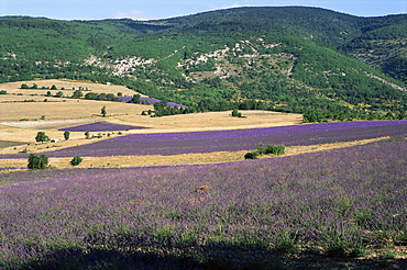 Lavender fields, Sault, Vaucluse, Provence, France, Europe