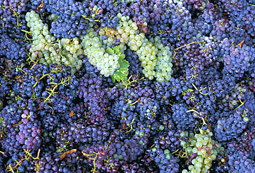 Grapes for Chianti wine, Chianti, Tuscany, Italy, Europe