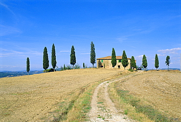 Dirt track leading to farmhouse behind row of cypress trees, Tuscany, Italy 