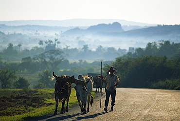 A farmer leading two bullocks along an empty country road, with misty rural landscape in the background, Cuba, West Indies, Central America