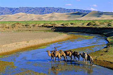 Camel caravan, Khongoryn Els dune, Gobi Desert National Park, Omnogov, Mongolia