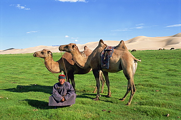 Man in traditional clothing with two camels from a camel caravan, Gobi National Park, Gobi Desert, Khongoryn Els dune, Omnogov, Mongolia, Central Asia, Asia