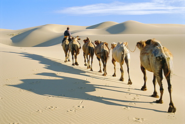 Camel caravan, Omnogov, Gobi Desert, Khongoryn Els Dunes, Mongolia 