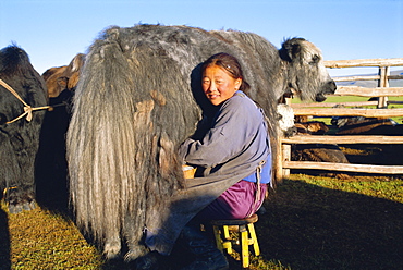 Milking a yak, Khoid Terkhiin valley, Arkhangal, Mongolia, Asia