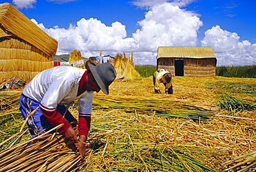 People changing the reeds which support the island, Uros People, Floating Islands, Lake Titicaca, Peru