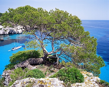 Sabina tree and the blue sea of Cala Macarelleta, southern coast, Minorca (Menorca), Balearic Islands, Spain, Mediterranean, Europe