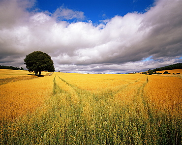 Fields of cereals, near Avoch, Black Isle, Scotland, United Kingdom, Europe