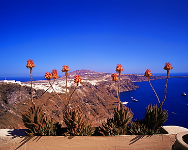 Red flowers and the Caldera, island of Santorini (Thira), Cyclades, Greek Islands, Greece, Europe