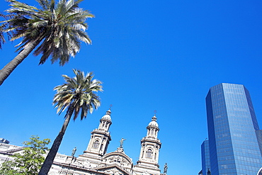 Metropolitan Cathedral, palm trees and downtown modern building, Plaza de Armas, Santiago de Chile, Chile, South America