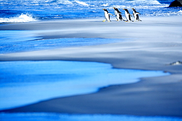 Gentoo penguins (Pygocelis papua papua) walking on a beach, Sea Lion Island, Falkland Islands, South Atlantic, South America