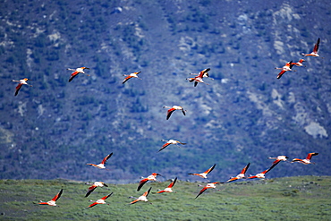 Chilean flamingoes (Phoenicopterus chilensis) in flight, Torres del Paine National Park, Patagonia, Chile, South America