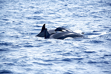 Family of killer whales (Orcinus orca) at surface off Tarifa coast, Strait of Gibraltar, Costa de la Luz, Andalucia (Andalusia), Spain, Europe