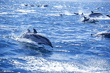 Group of striped dolphins (Stenella coeruleoalba) swimming, Strait of Gibraltar, Costa de la Luz, Andalucia (Andalusia), Spain, Europe