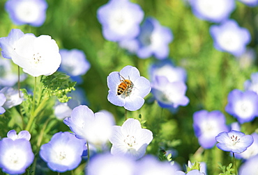 Bee collecting nectar from a spring wild flower, Santa Barbara botanical gardens, Santa Barbara, California, United States of America, North America