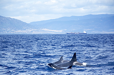 Family of killer whales (Orcinus orca) at surface off Tarifa coast, Strait of Gibraltar, Costa de la Luz, Andalucia (Andalusia), Spain, Europe