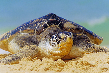 Green Sea Turtle (Chelonia Mydas) coming out of the sea near Hat Mai Khao, Phuket Province, Thailand