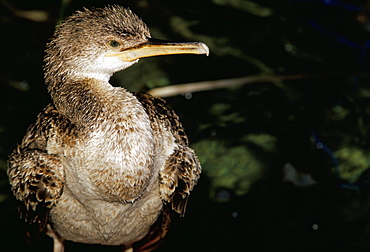 Close-up of a cormorant, Menorca (Minorca), Balearic islands, Spain, Mediterranean, Europe