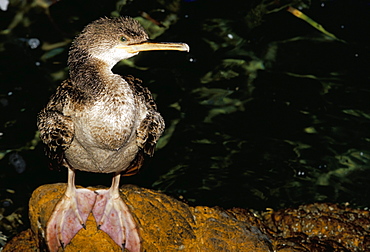 Close-up of a cormorant, Menorca (Minorca), Balearic islands, Spain, Mediterranean, Europe