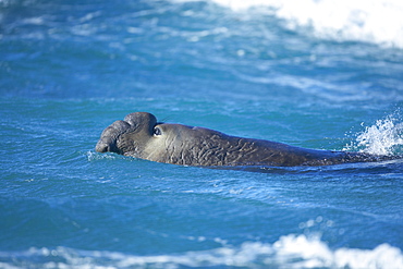 A Southern elephant seal (Mirounga leonina) male swimming, Sea Lion Island, Falkland Islands, South Atlantic, South America