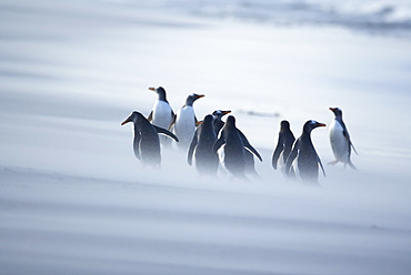 A group of Gentoo penguins (Pygocelis papua papua) caught in a sand storm, Sea Lion Island, Falkland Islands, South Atlantic, South America