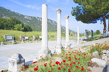 Classical columns located in the ancient commercial Agora, Ephesus, Anatolia, Turkey, Asia Minor, Eurasia